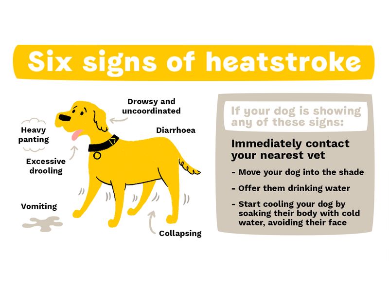 New infographic for warm weather advice. Features a yellow dog showing six signs of heatstroke: heavy panting, drowsy and uncoordinated, diarrhoea, collapsing, vomiting, excessive drooling. Instructions say to immediately contact your vet if your dog displays any of these symptoms.