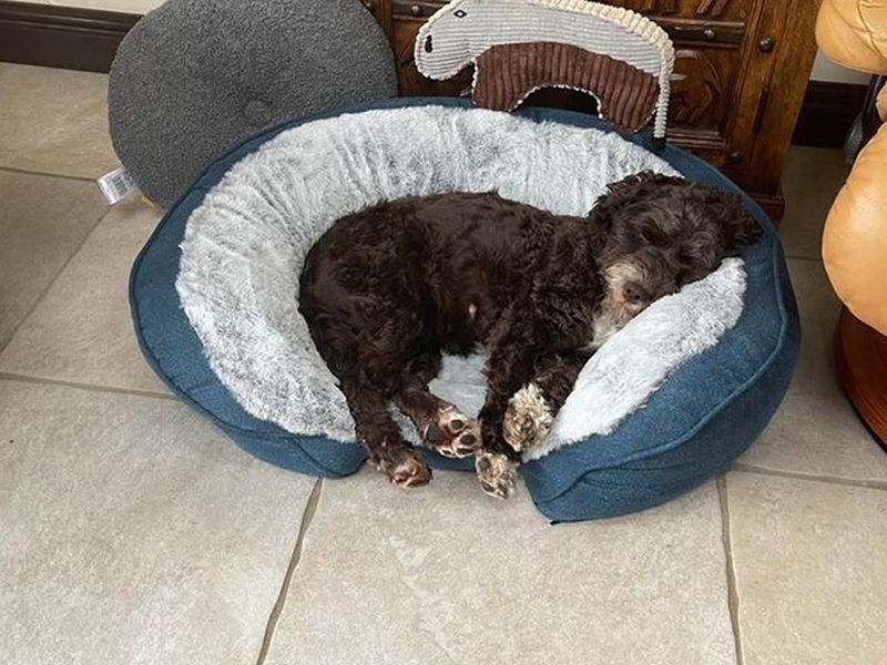 Rosie the dog sleeping in a basket