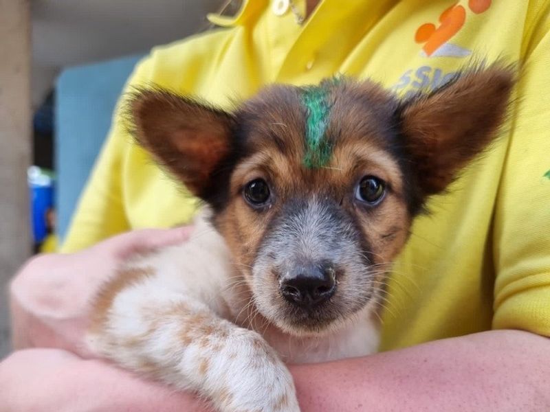 Mission rabies staff in yellow polo t-shirt holding a puppy with a green mark on its head to indicate successful rabies vaccination.