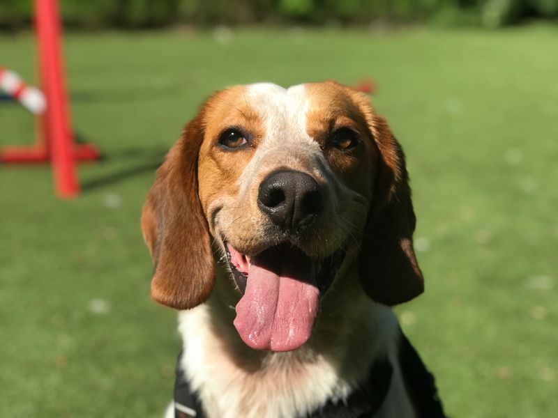 Close up photo of Paisley a two-year old white and tan Trailhound, sitting his tongue out. 