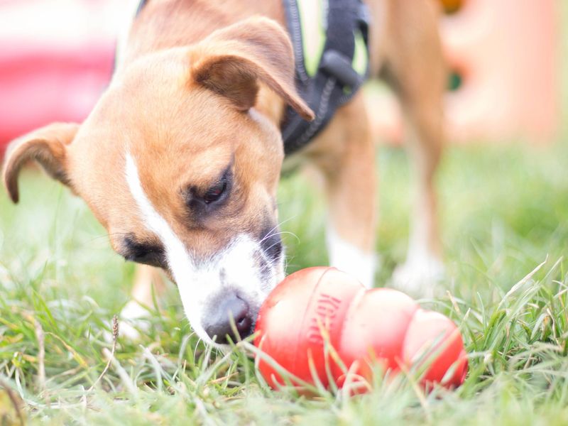 Puppy licking a red Kong toy with some treats inside, on some green grass. 