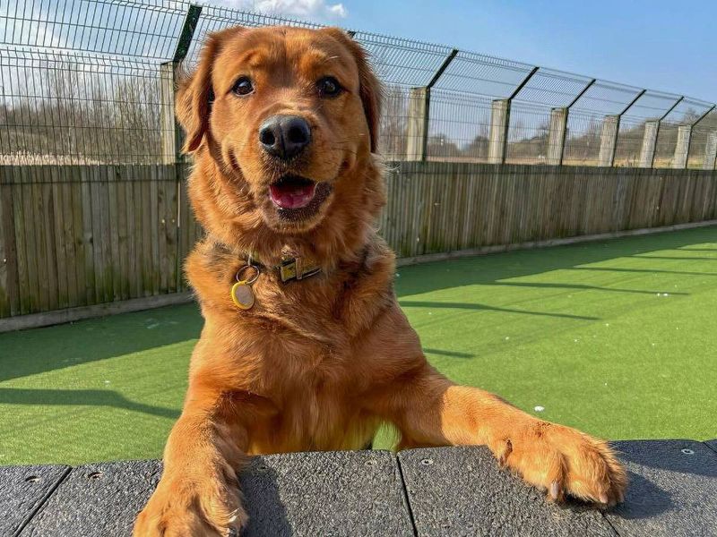 Willow Rottweilerc-rossbreed at Glasgow Rehoming Centre