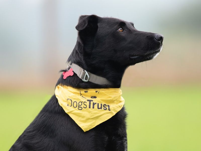 Bear a black crossbreed dog, looking away wearing a yellow dogs trust bandana.