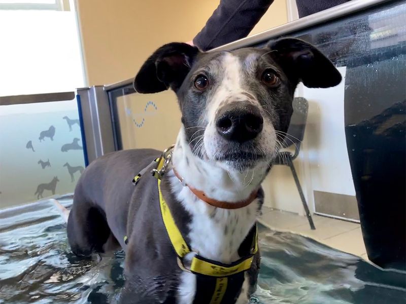 Badger the Lurcher receiving hydrotherapy