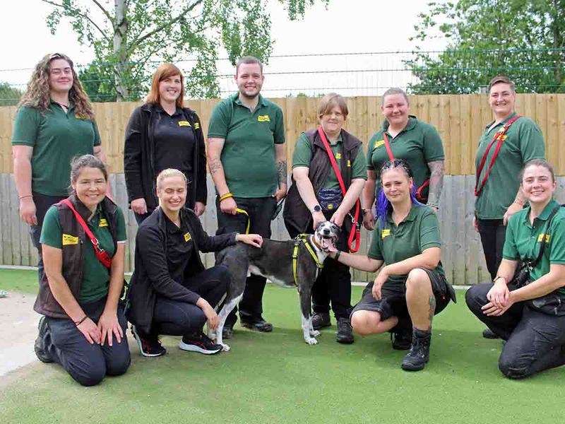 Badger the Lurcher leaves the Dogs Trust Darlington team.