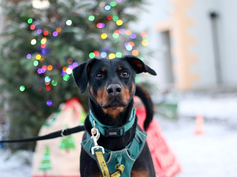 Image of Rottweiler black and tan dog with green harness on lead. A christmas tree and decorations are in the background.