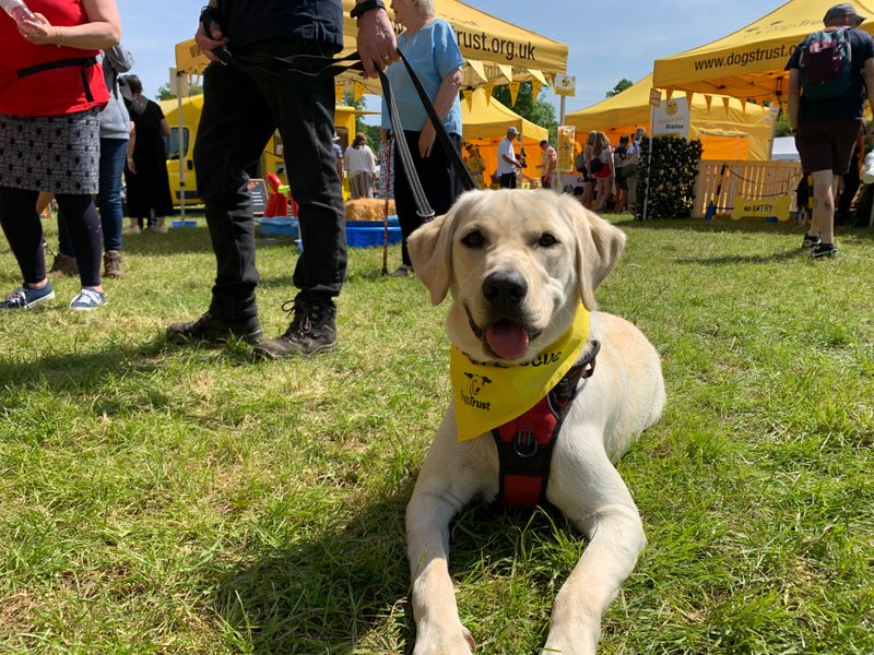 Golden Labrador sitting in a field at DogFest