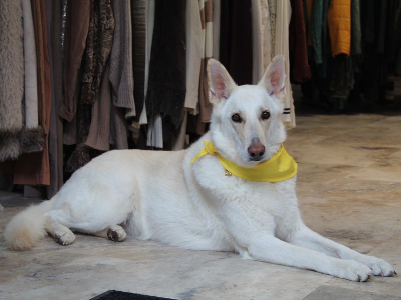 White Sheppard type dog with a yellow bandana lying on the floor.
