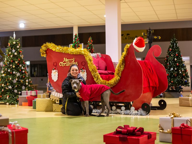 Staffie dog with Dogs Trust canine carer enjoy Christmas presents on a sled
