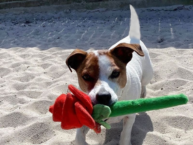 Terrier cross dog holding a red rose toy in its mouth, playing on some sand.