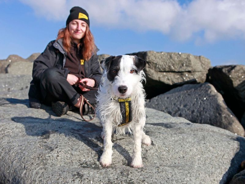 Photo of a black and white jack russell terrier sitting on massive stones at the beach with a canine carer smiling behind.