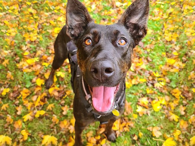 Louise the crossbreed on grass with autumn leaves