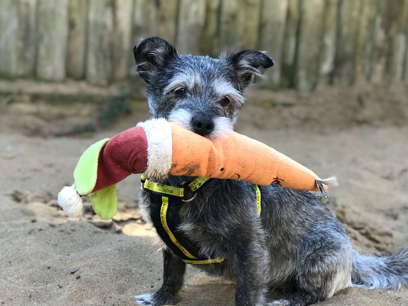 Minnie the Miniature Schnauzer cross enjoys a Kevin the Carrot dog toy