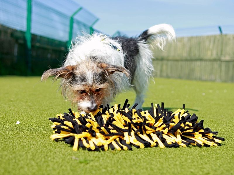 Long-haired tri-coloured Jack Russell Terrier sniffing a black and yellow snuffle matt on some grass. 
