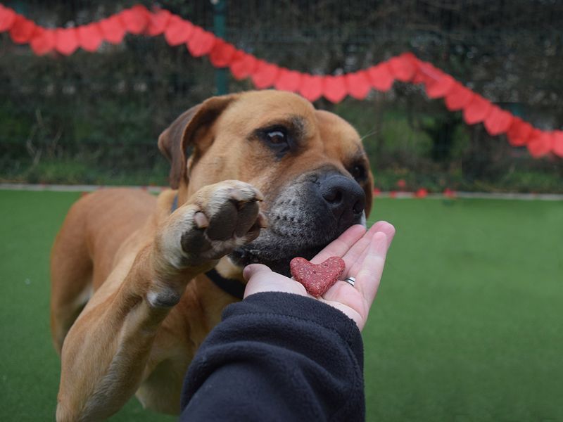 Suzie the Crossbreed enjoying dog-friendly beetroot biscuits