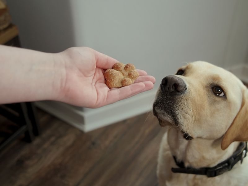 Someone holding out their hand with a banana paw shaped cake in their hand. A Golden Retriever looks up at the treat.