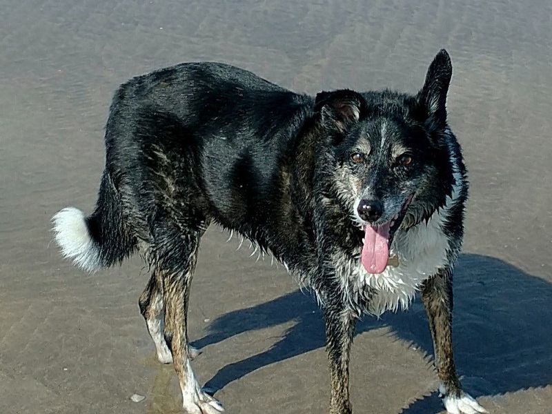 In memory of Toby