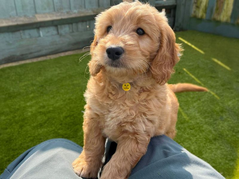 Cockapoo puppy, outside, in enclosed area, standing on grass, with paws up.