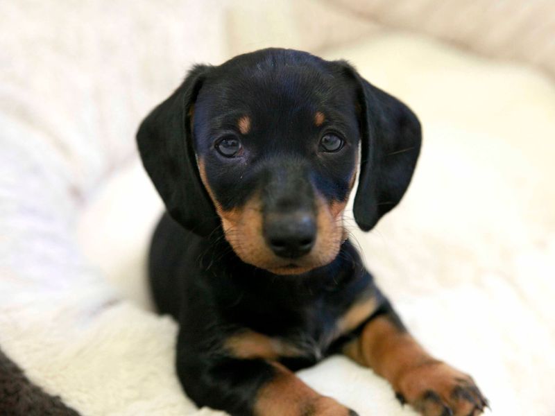 Black and tan Dachshund puppy, inside, in dog bed, looking at camera.