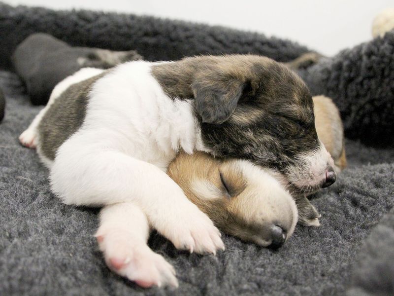 Lurcher puppies, inside, lying down, on dog blanket, snuggling together whilst sleeping.