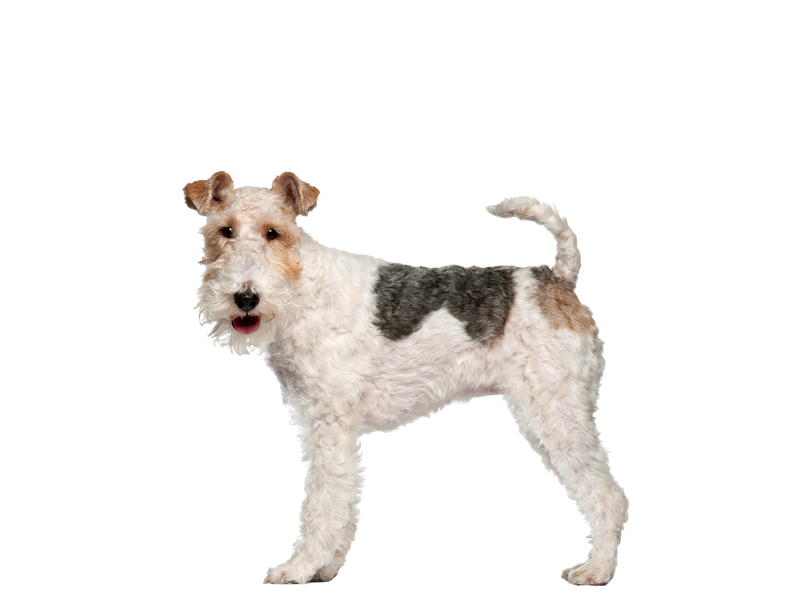 Image of a Fox Terrier behind a white background. 