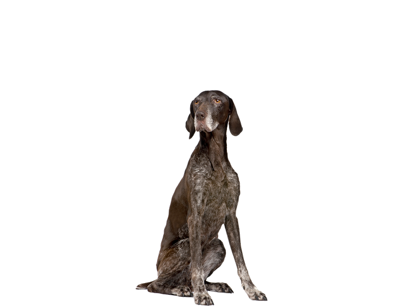 Image of a German Shorthaired Pointer behind a white background.