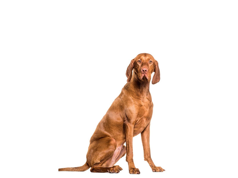 Hungarian Vizsla