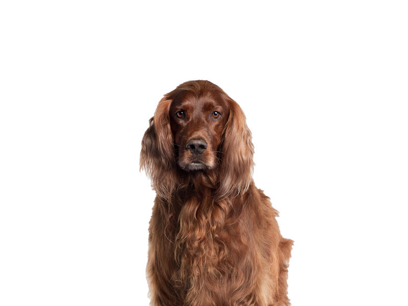 Image of a red Irish Setter dog behind a white background.