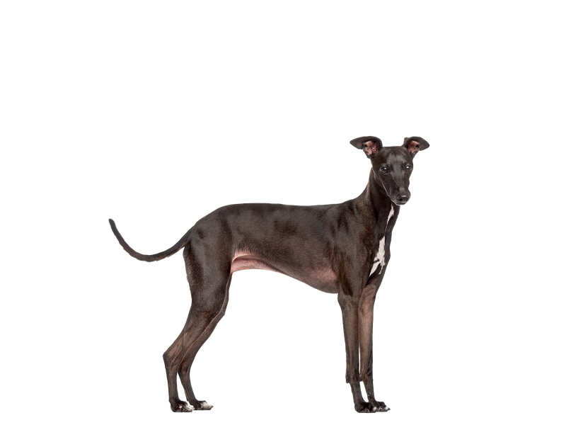 Image of a black Italian Greyhound behind a white background. 