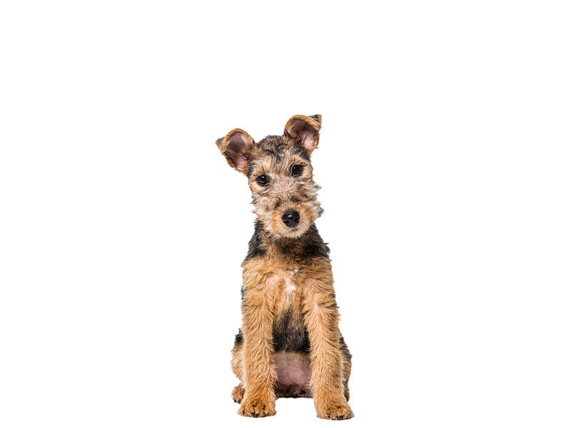 Image of a brown and tan Lakeland Terrier dog behind a white background.