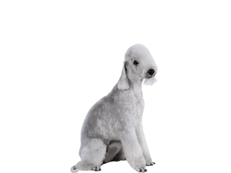 Image of a white Bedlington Terrier behind a white background. 