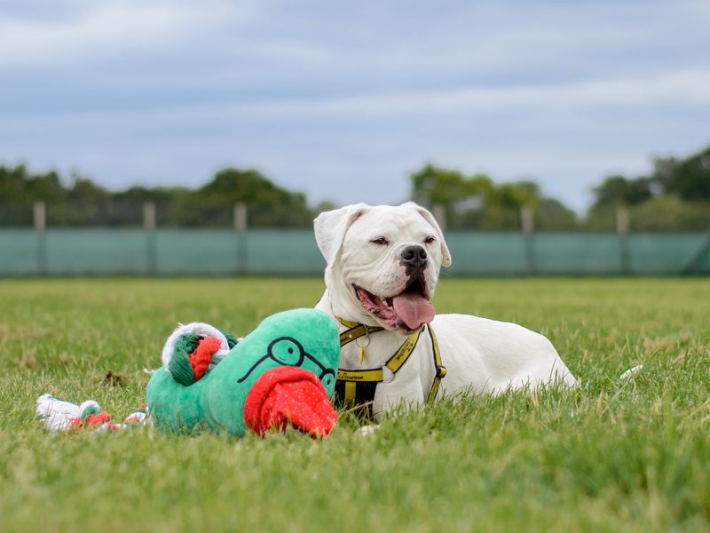 Billie the bulldog cross plays outdoors with his toys