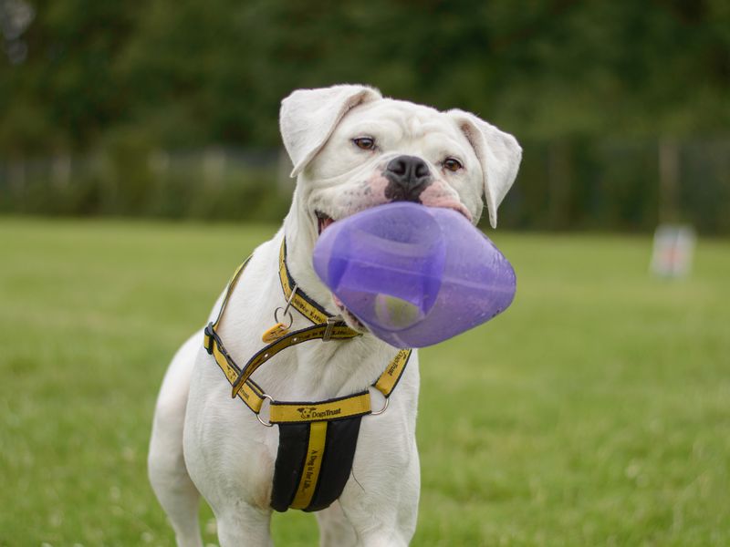 Billie the bulldog cross plays outdoors with a toy in his mouth