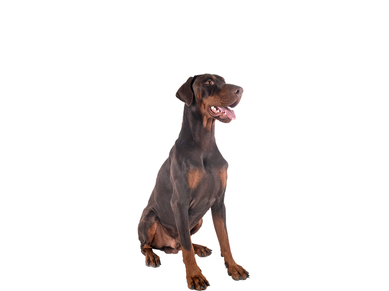 Photo of a brown and tan adult Dobermann, looking away from the camera behind a white background. 