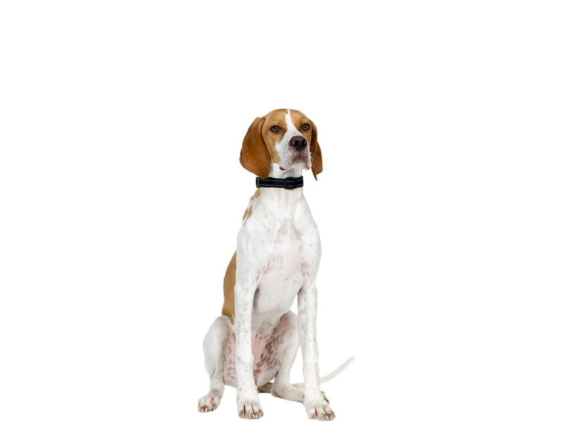Image of a white and tan English pointer behind a white background. 