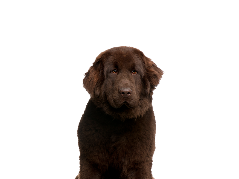 Image of brown Newfoundland dog behind a white background. 