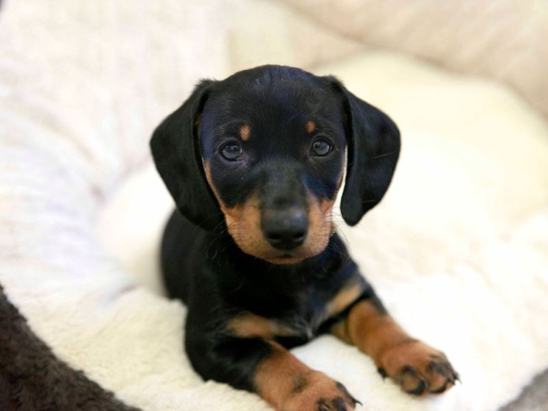 Image of a black and tan puppy Dachshund puppy sitting in a cream dog bed.