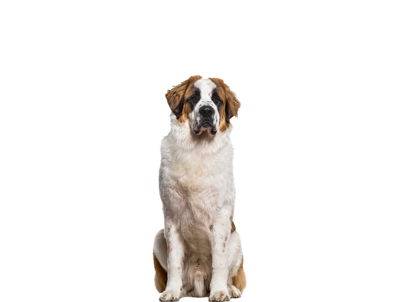 A white and tan Saint Bernard dog sitting behind a white background.