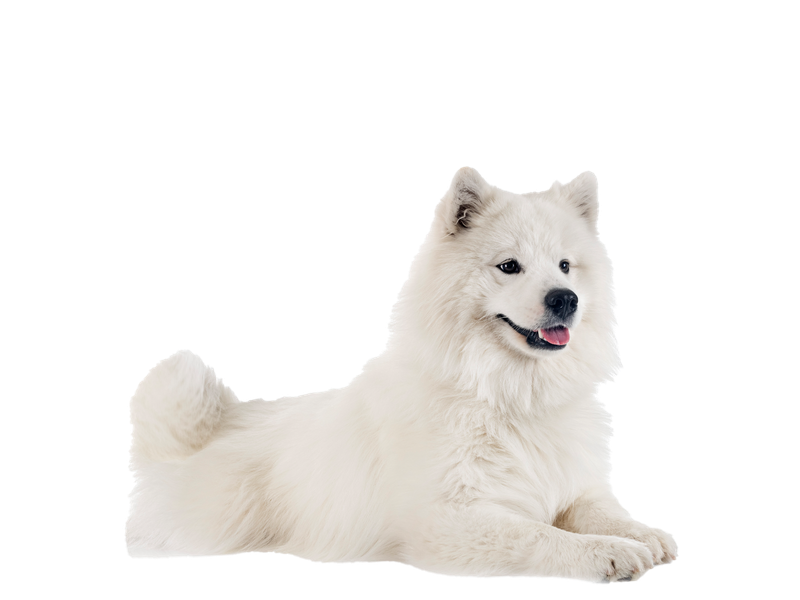 A all white samoyed dog lying down.