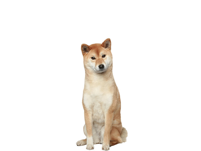 Image of a tan and white Japanese Shiba Inu dog behind a white background.