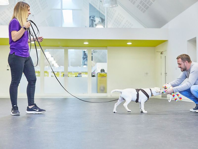 Labrador puppy, inside, interacting with owner and a member of staff.