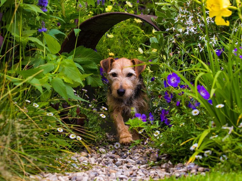 Small Terrier cross dog walking through tunnel amongst grass, purple and yellow flowers.