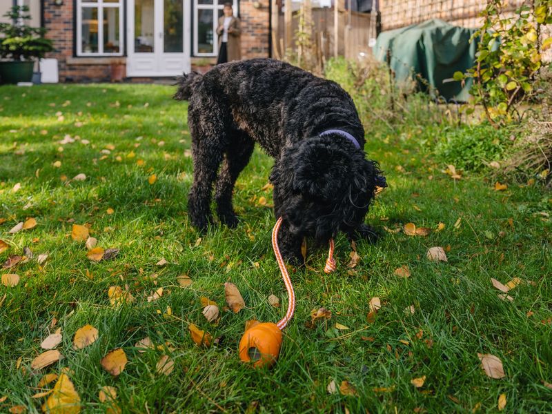 Una a black Cockapoo, plays in the garden with a ball on a rope.