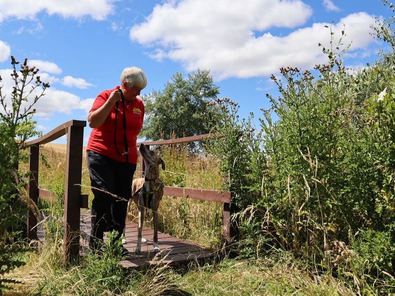 Volunteer walking Nala the brindle lurcher across a bridge in a green field.