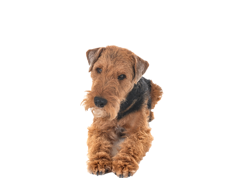 Image of Welsh Terrier behind a white background. 