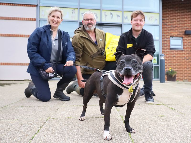 Cheeka the Staffie goes to her new home