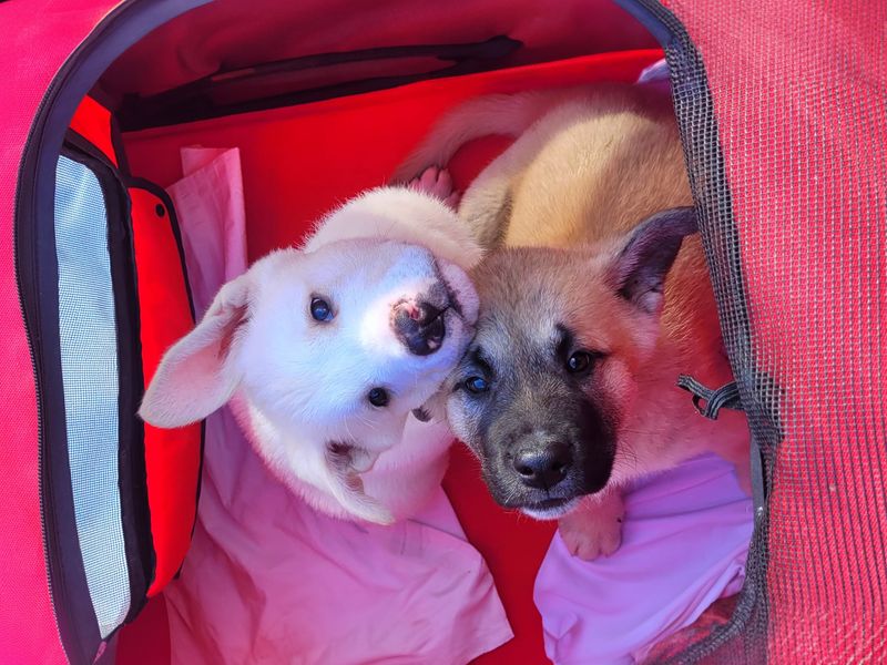 Two puppies Humpty and Dumpty side-by-side in a dog carrier