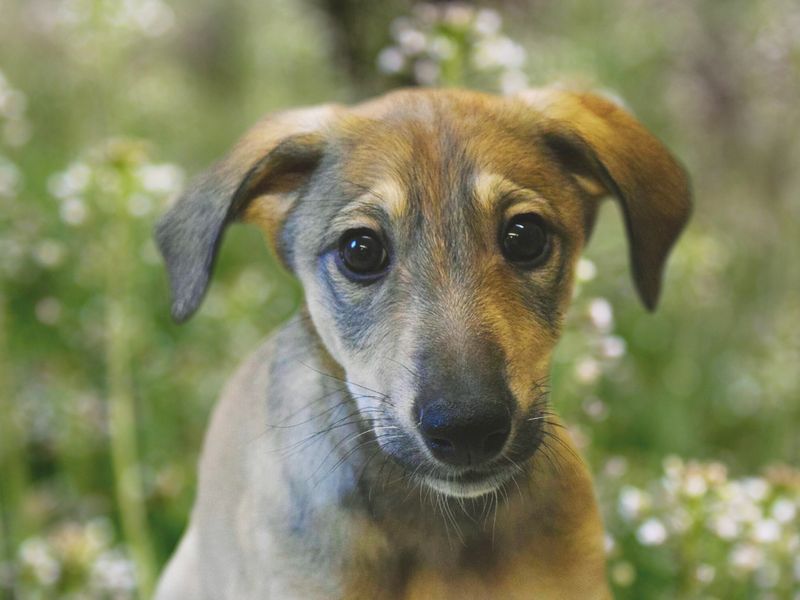 Buck the sand and black Lurcher puppy, looking at the camera.