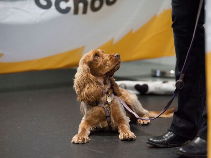 Spaniel - Reactive Dog School Classes