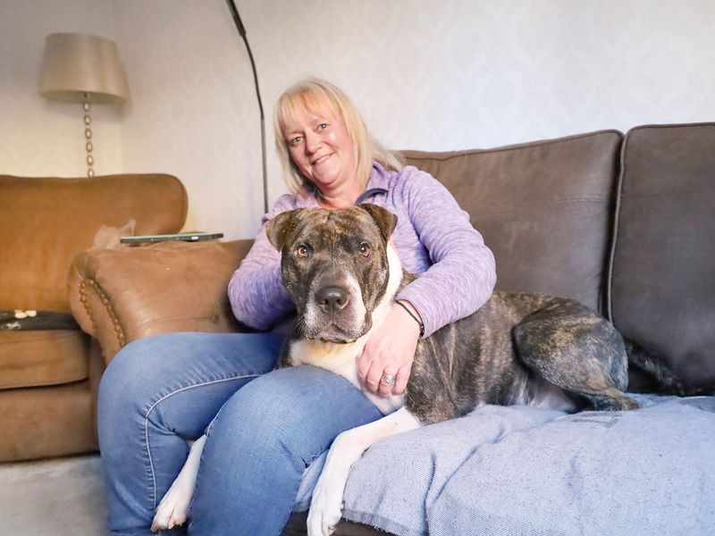 Reg the Underdog sits on the sofa in his new forever home